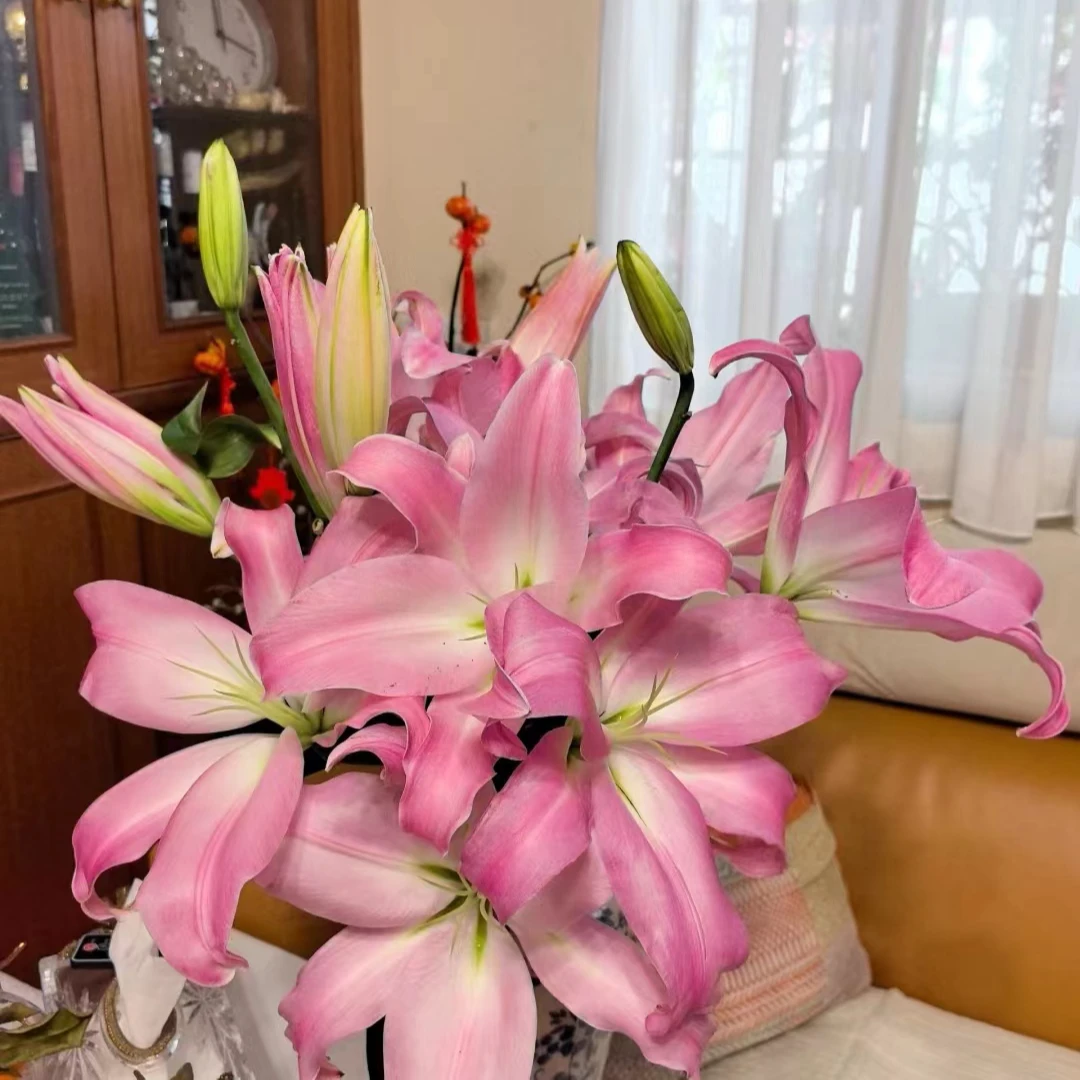 【花芊荟优选】星光香水百合  云南基地直发