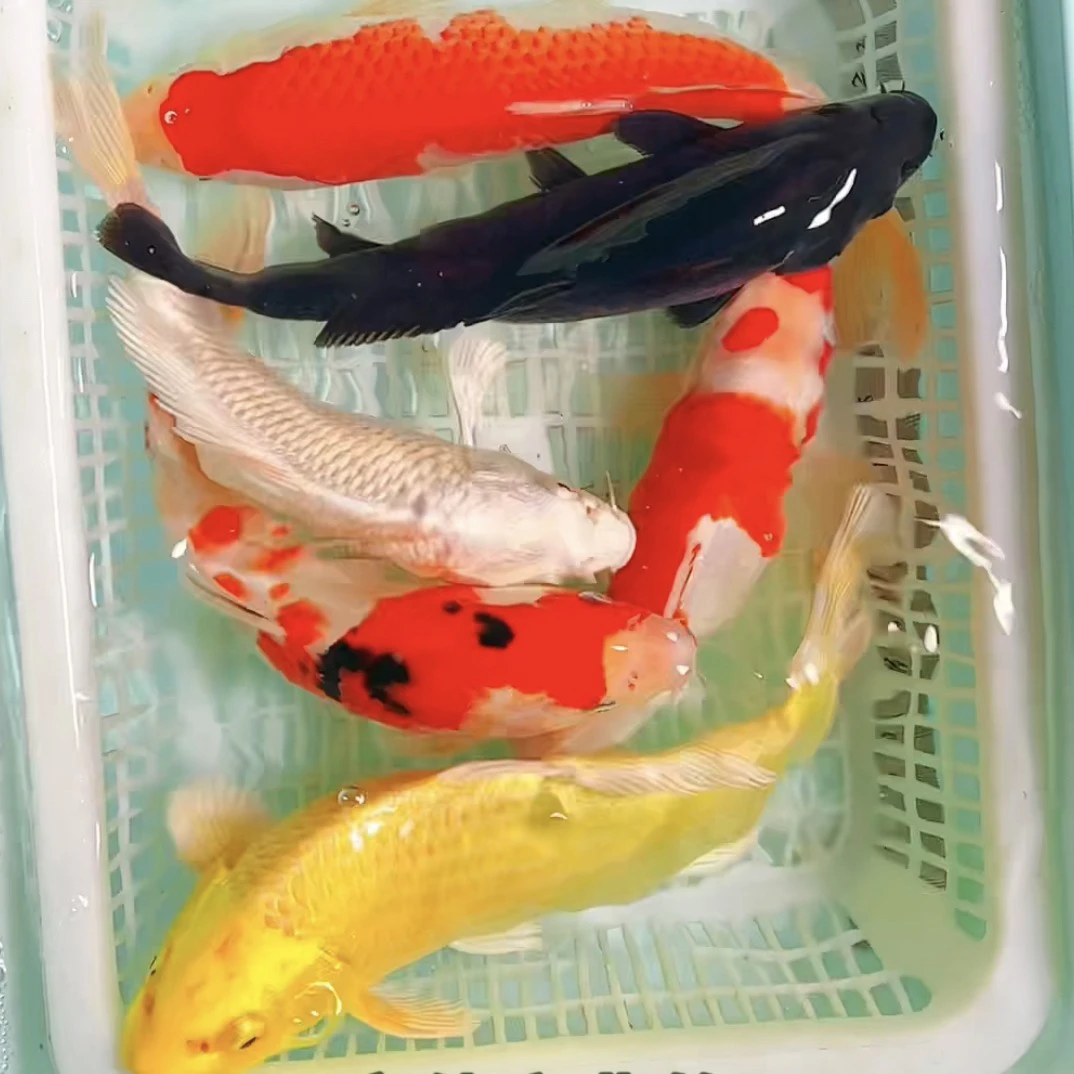 锦鲤黄金黑金白金红白大正尺寸18-23cm6条