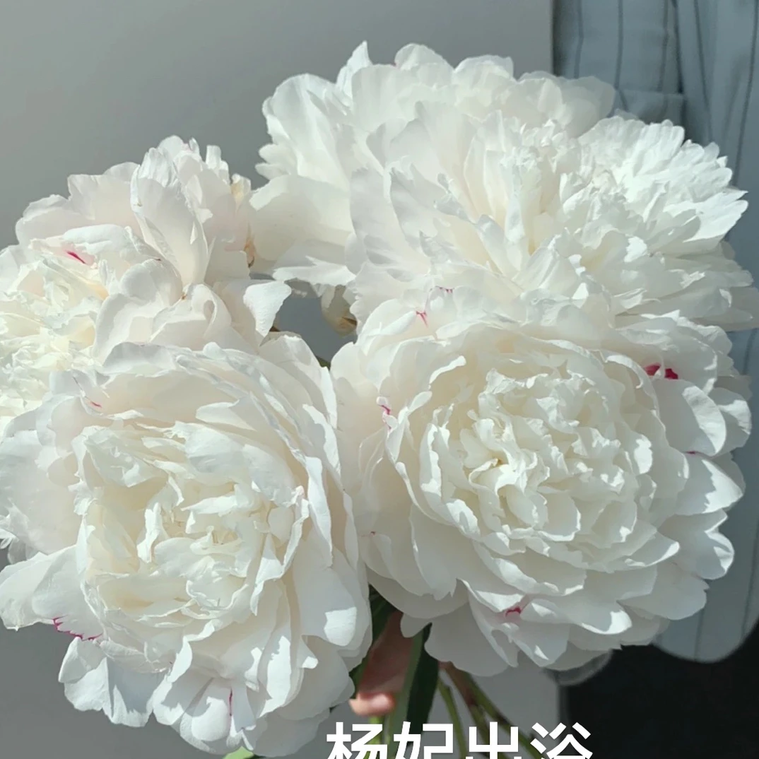 芍药鲜切花，杨妃出浴，纯白色系