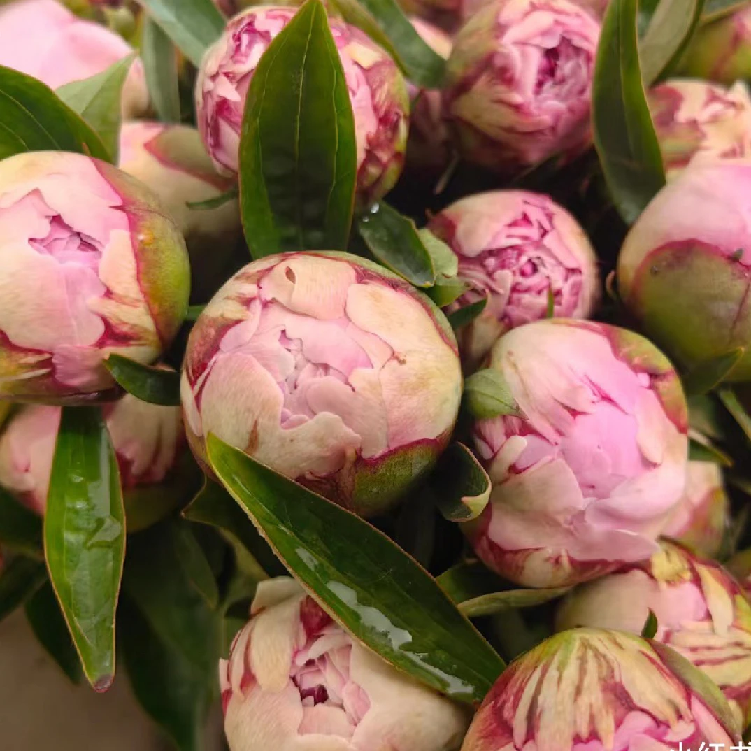 芍药鲜切花，沙拉，精品芍药切花品种