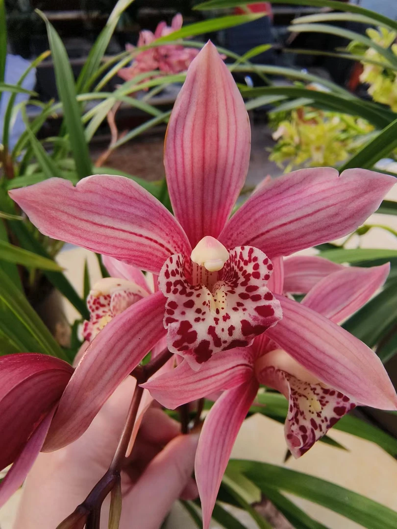 兰花台北室内盆栽花卉绿植开红色花