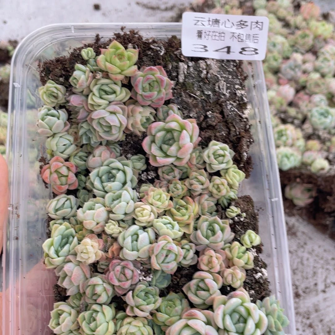 云糖心多肉植物348