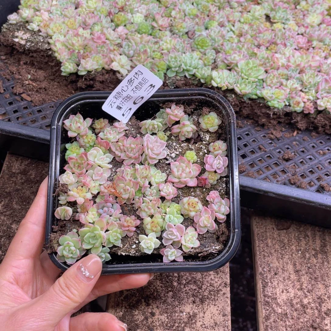 云糖心多肉植物563