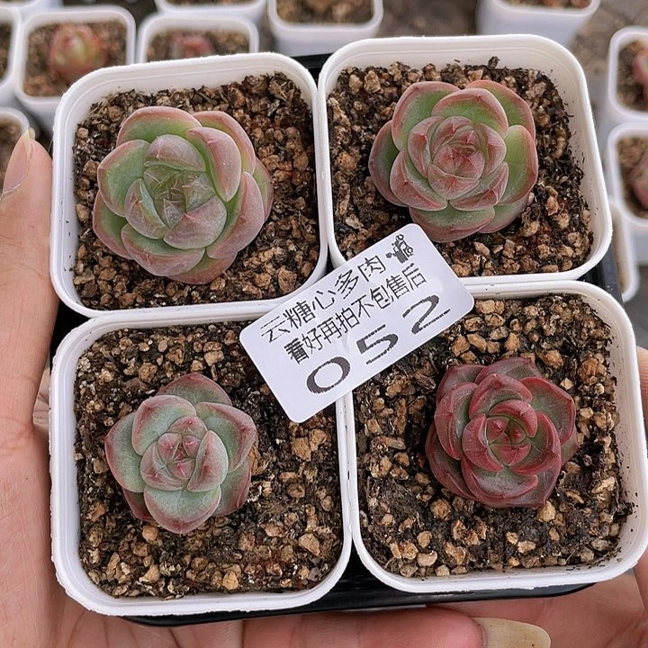 云糖心多肉植物52