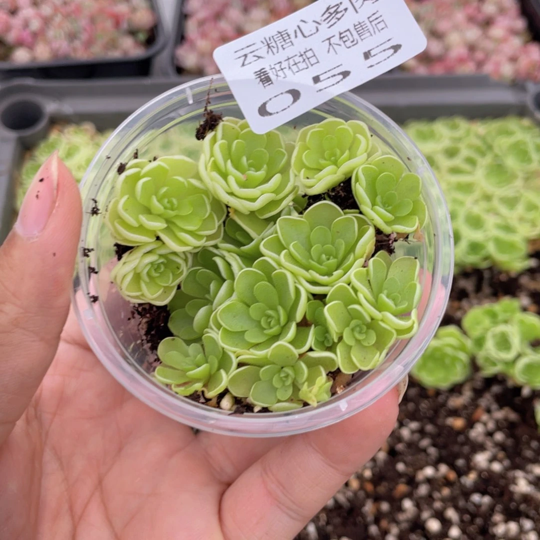 云糖心多肉植物55