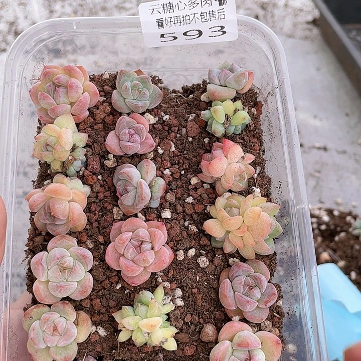 云糖心多肉植物593