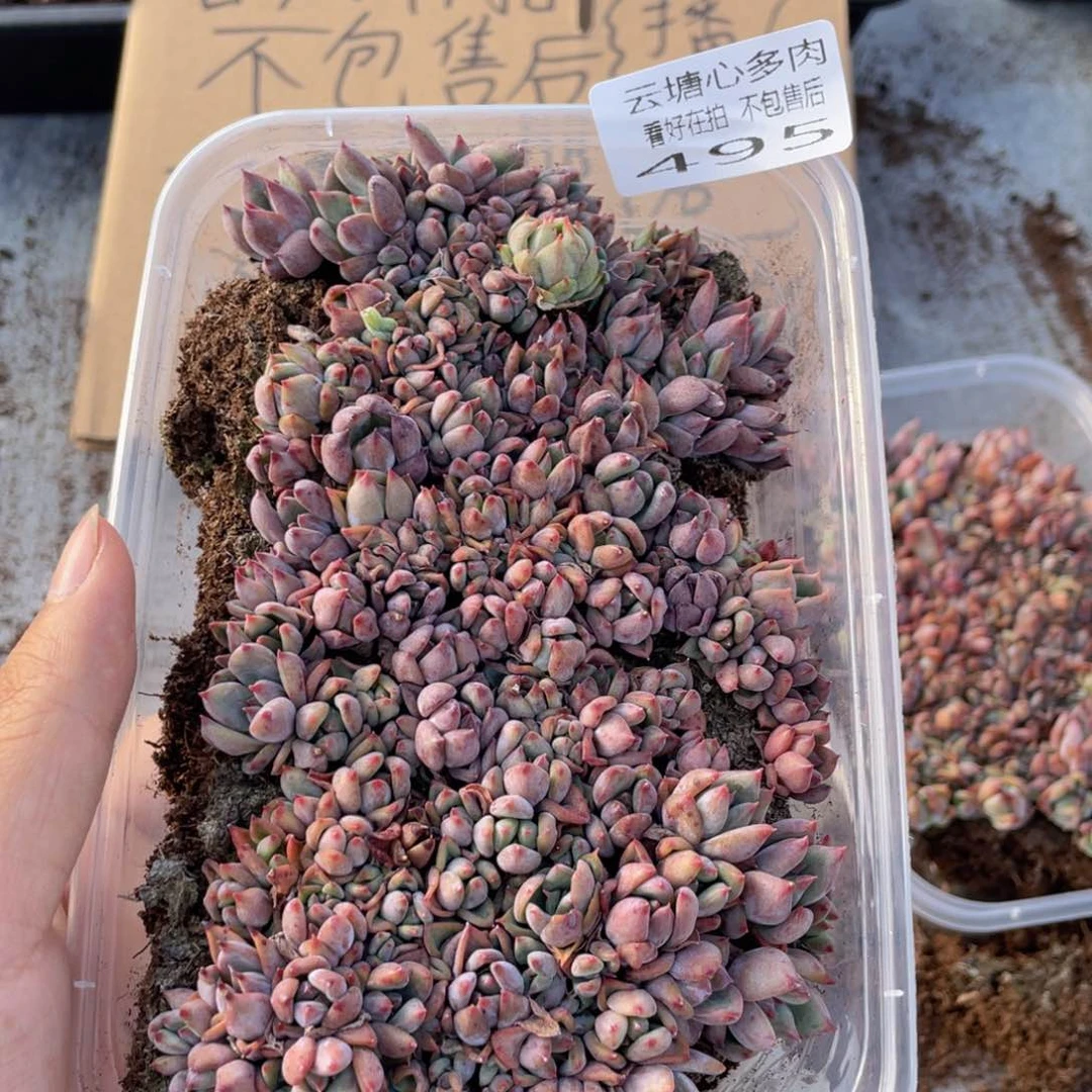 云糖心多肉植物495