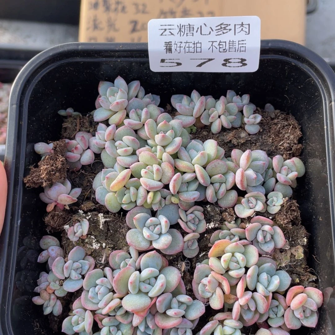 云糖心多肉植物578