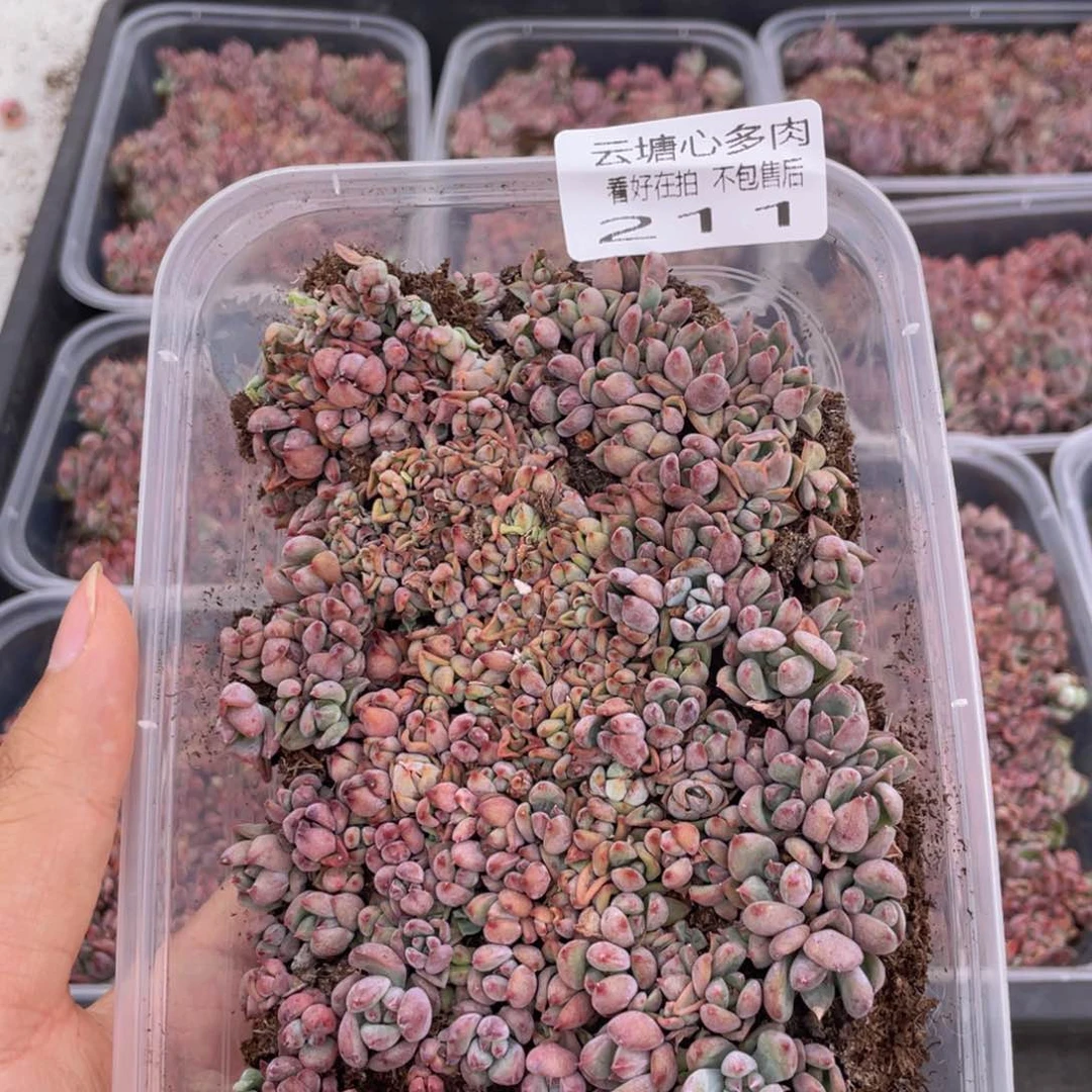云糖心多肉植物211