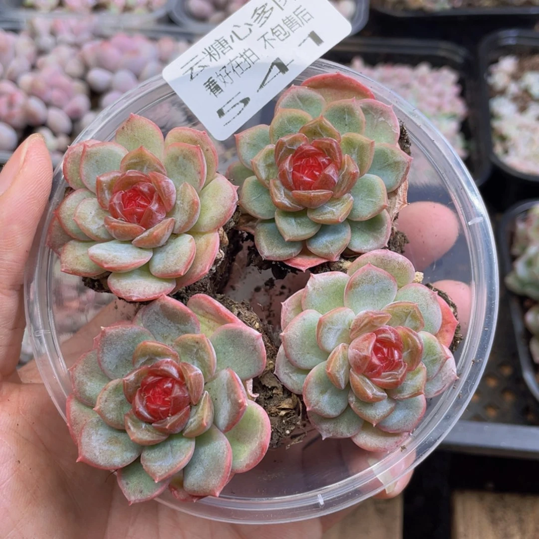 云糖心多肉植物541