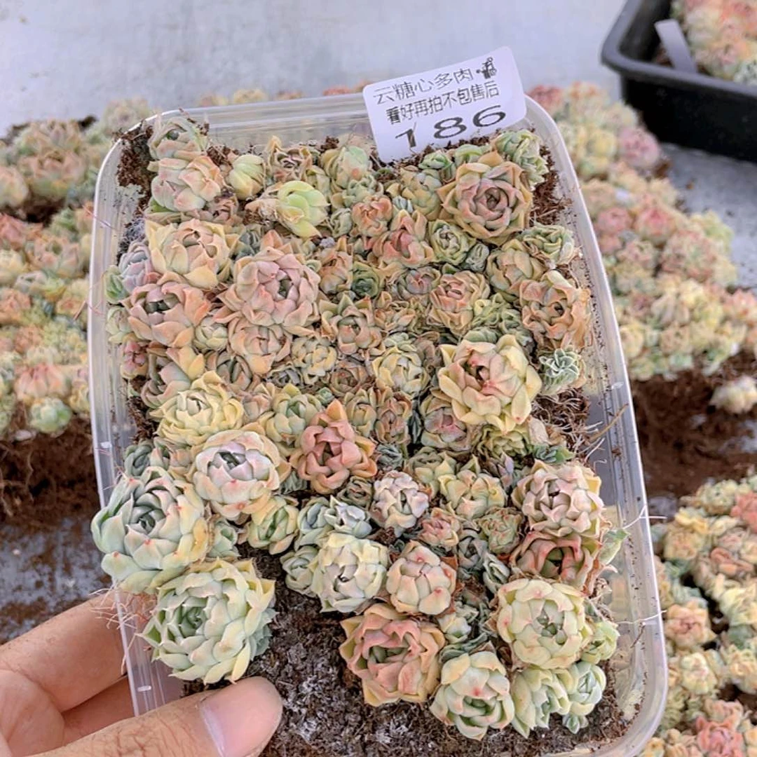 云糖心多肉植物186