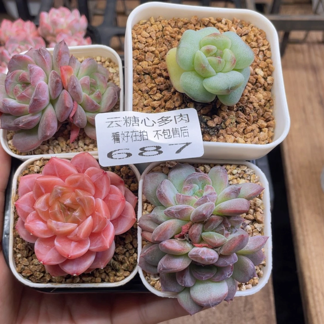 云糖心多肉植物687