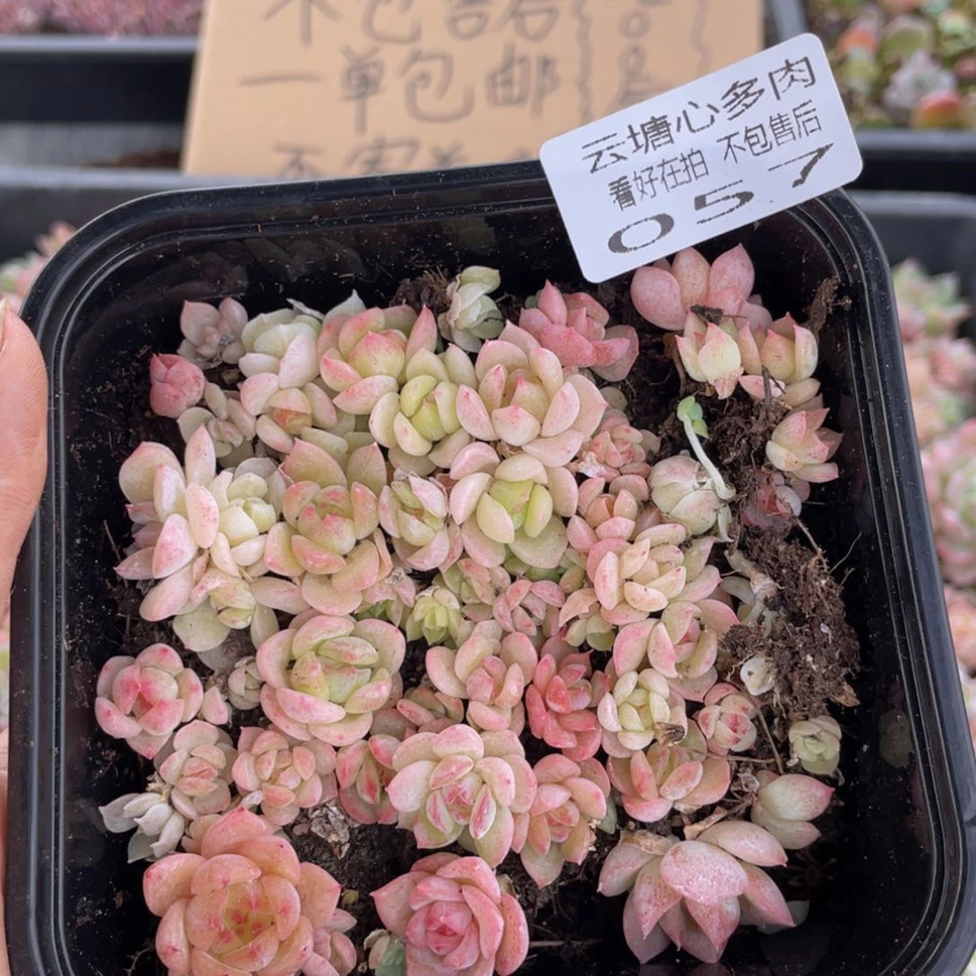 云糖心多肉植物57