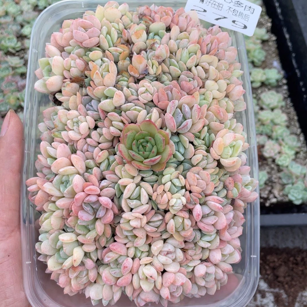 云糖心多肉植物279