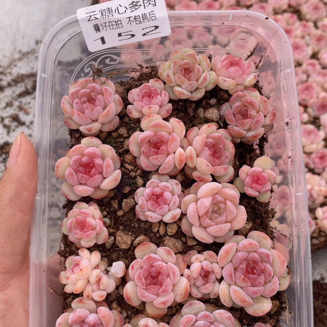 云糖心多肉植物152