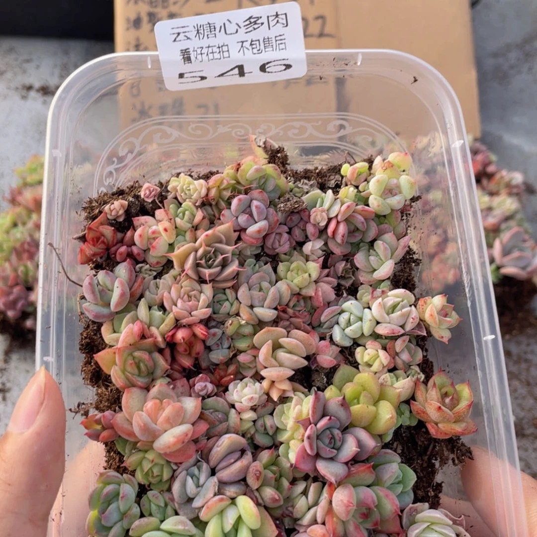 云糖心多肉植物546