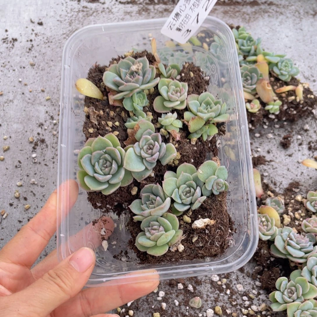 往**茶云糖心多肉植物372