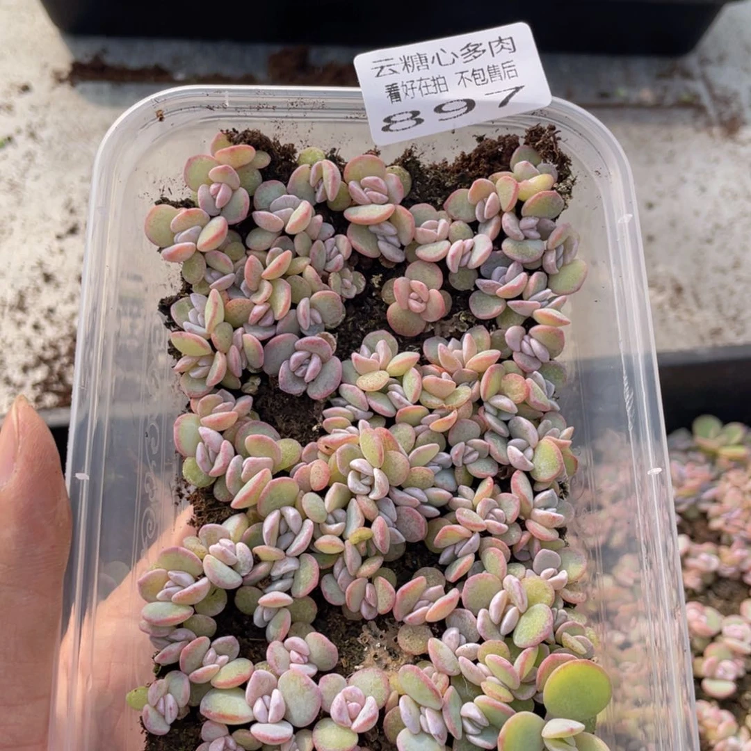 云糖心多肉植物897