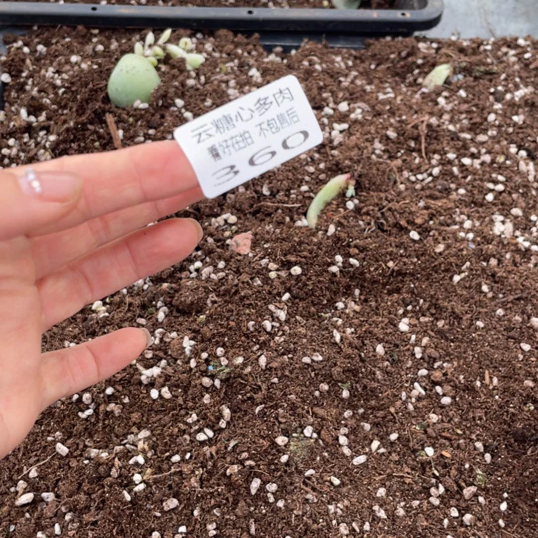 冰**绘云糖心多肉植物360