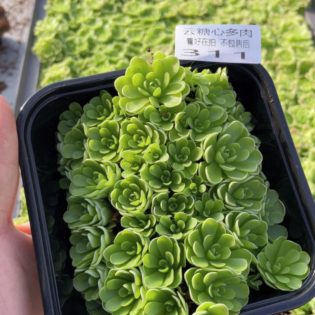 云糖心多肉植物311