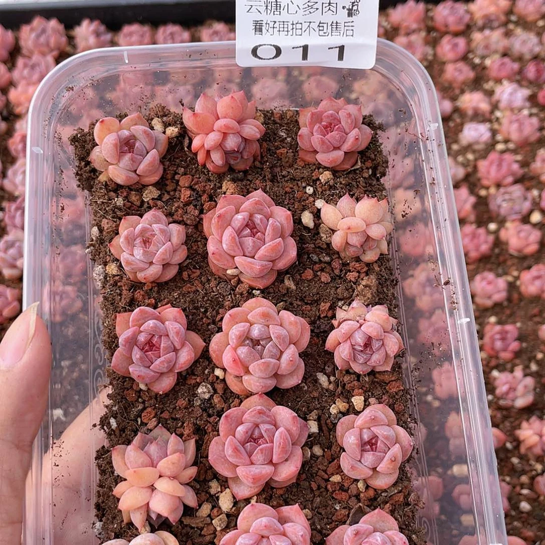 云糖心多肉植物11