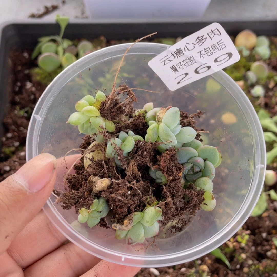 猫*云糖心多肉植物269