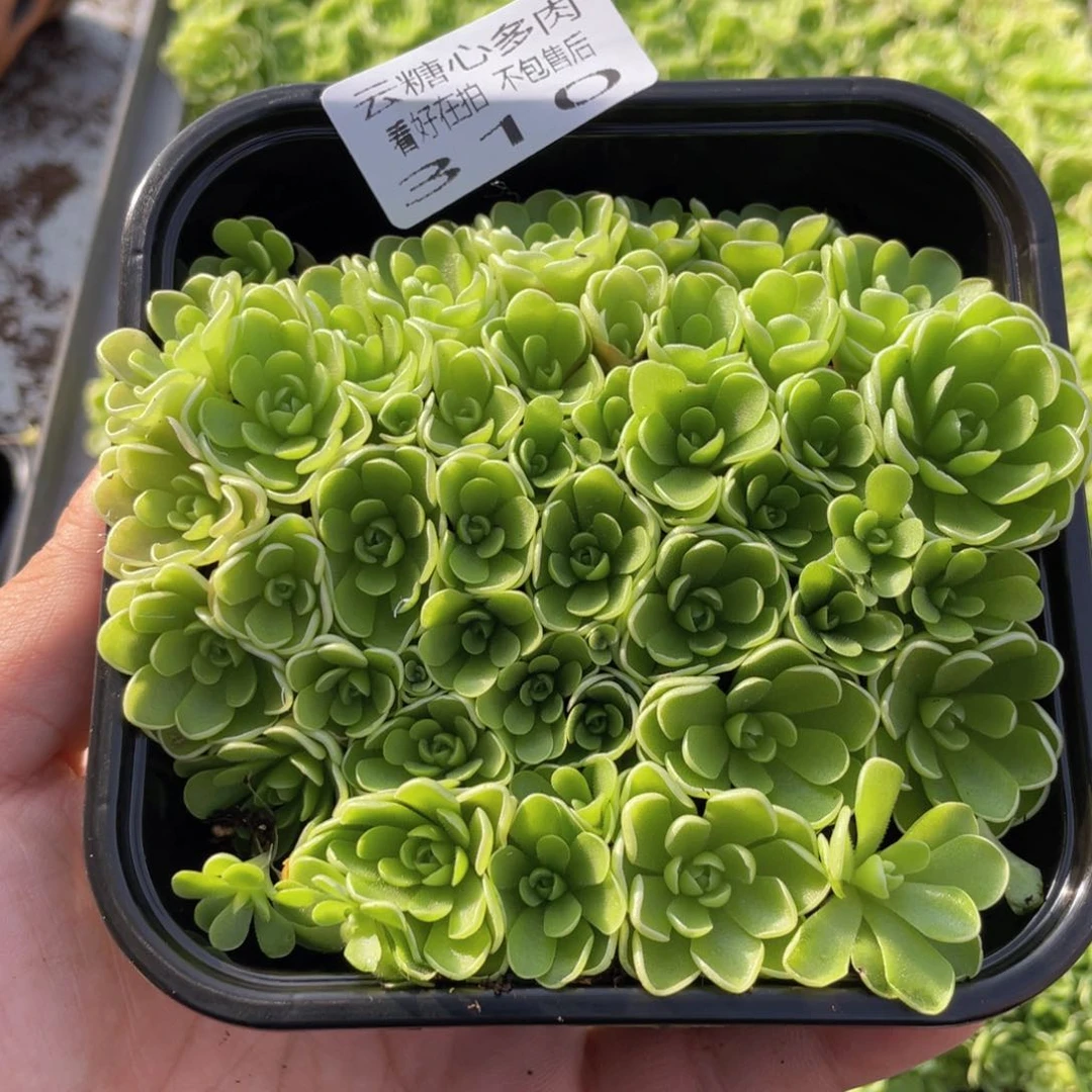 云糖心多肉植物310