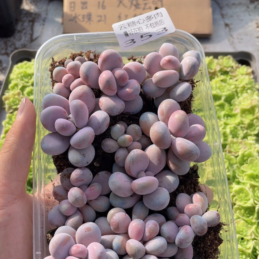 云糖心多肉植物353