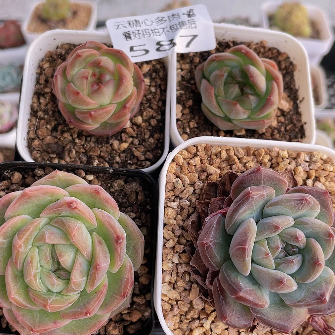 云糖心多肉植物587