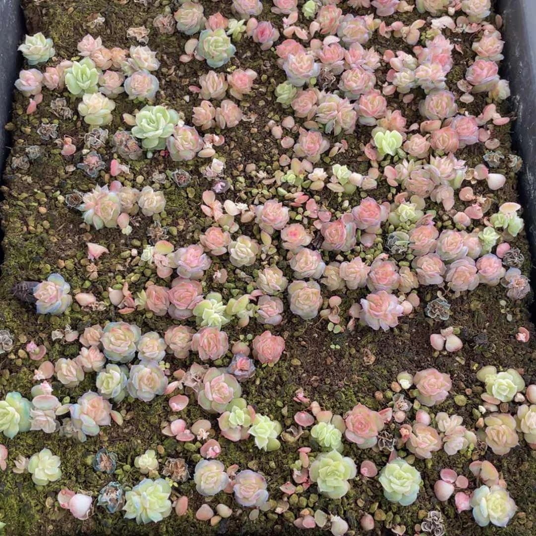 寞****）云糖心多肉植物172