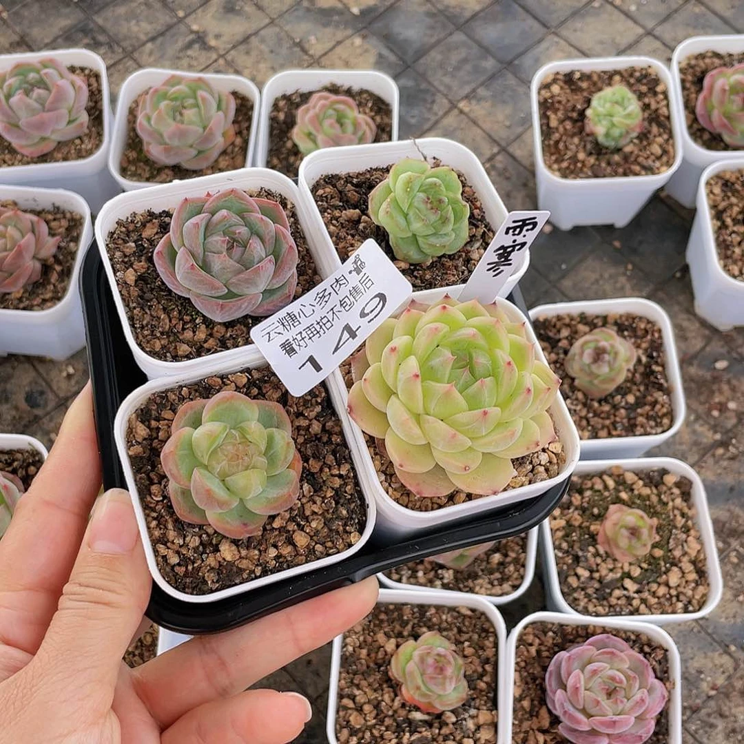 云糖心多肉植物149