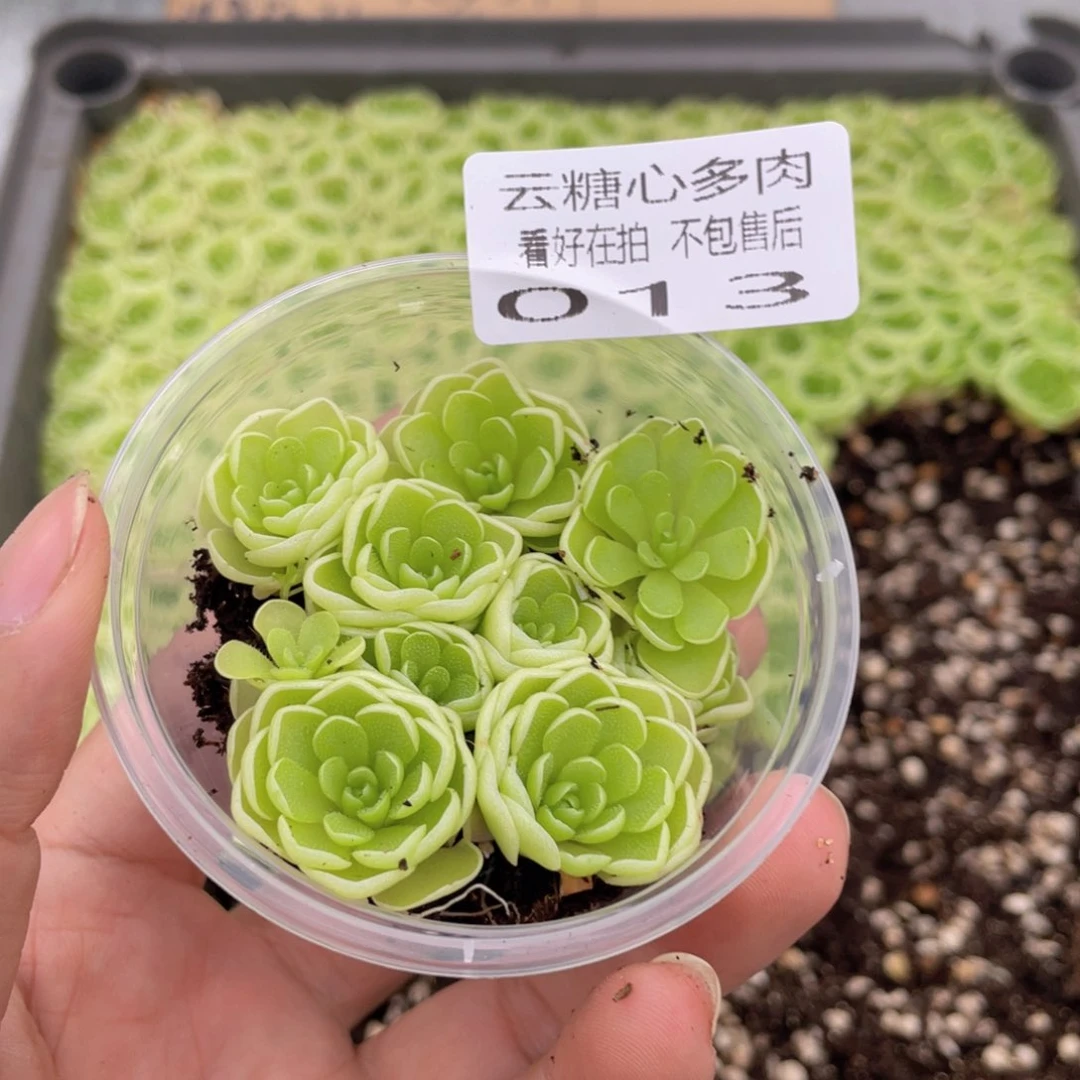 云糖心多肉植物13