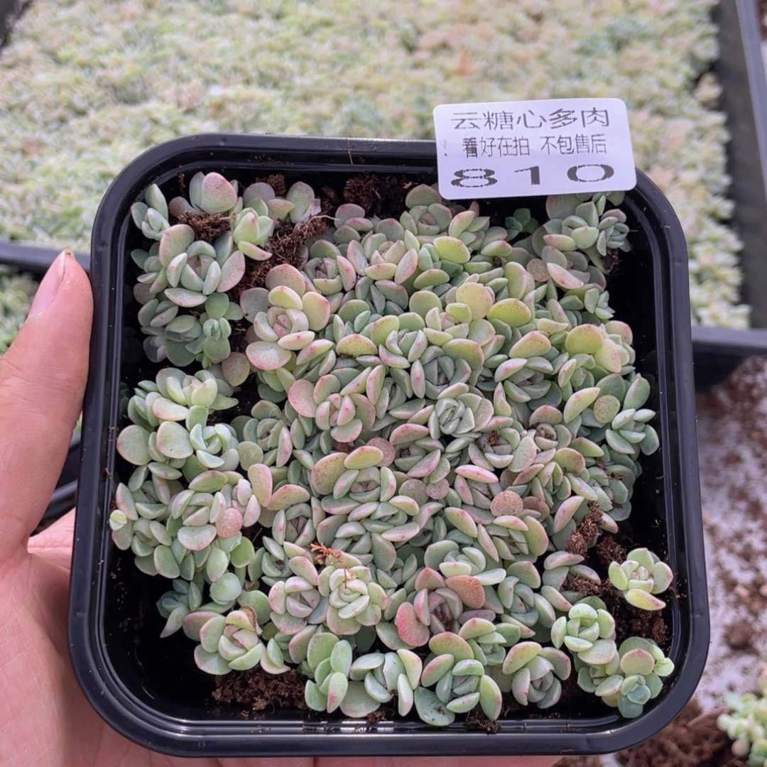 云糖心多肉植物810