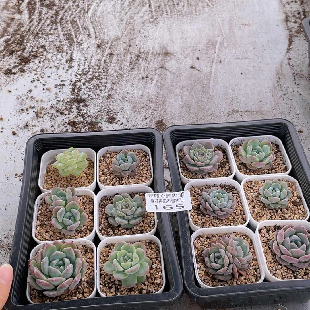 云糖心多肉植物165