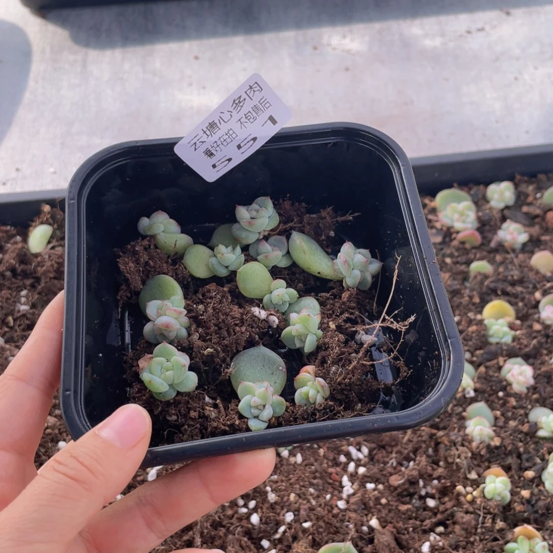 蓝**洋云糖心多肉植物551