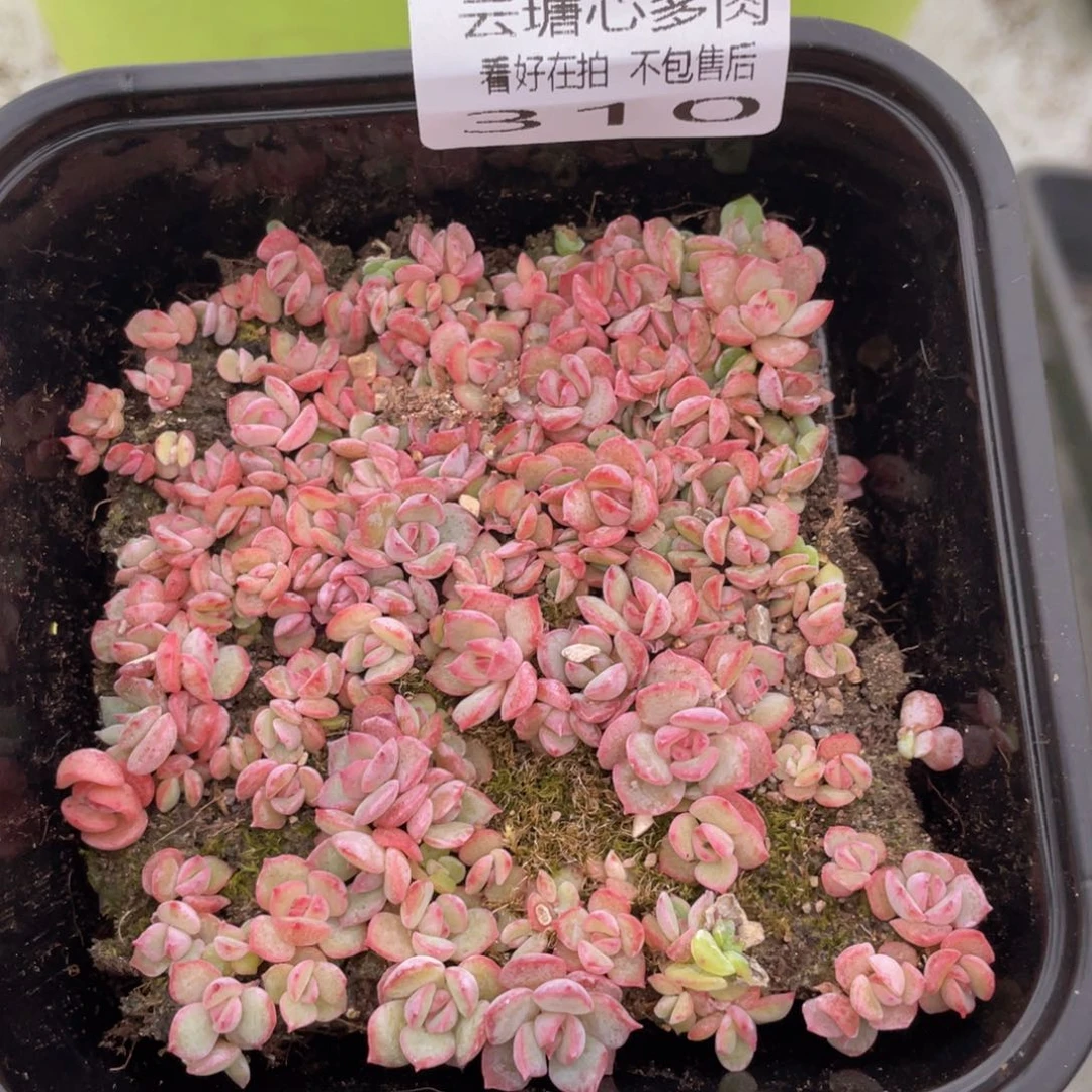 云糖心多肉植物310