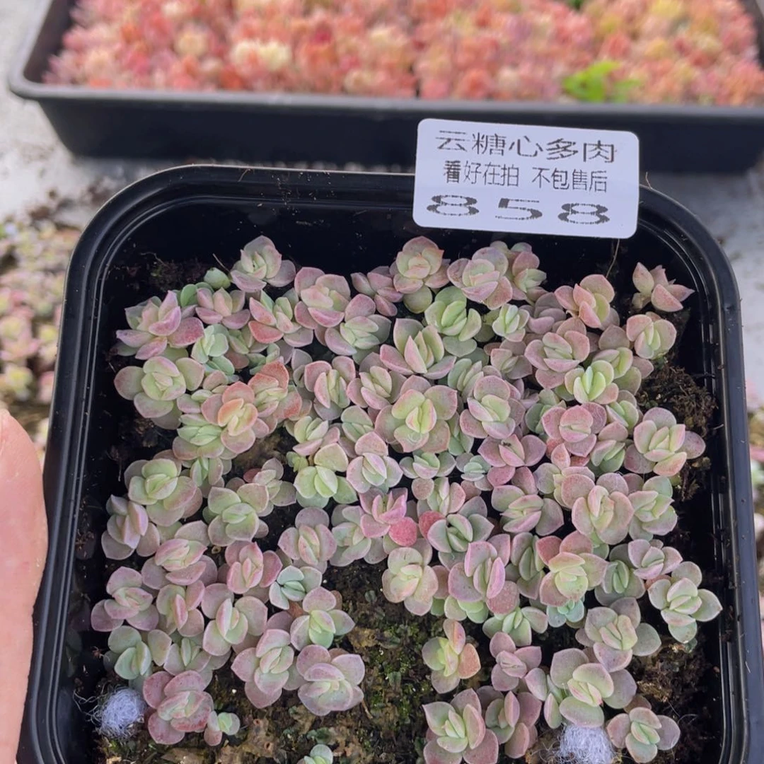云糖心多肉植物858