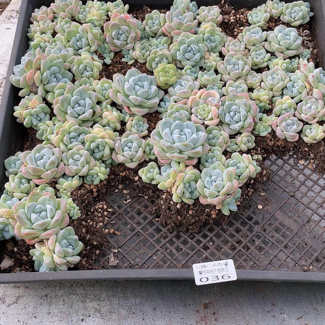 阳*?云糖心多肉植物36