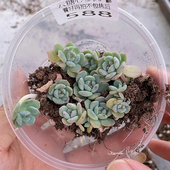 云糖心多肉植物588