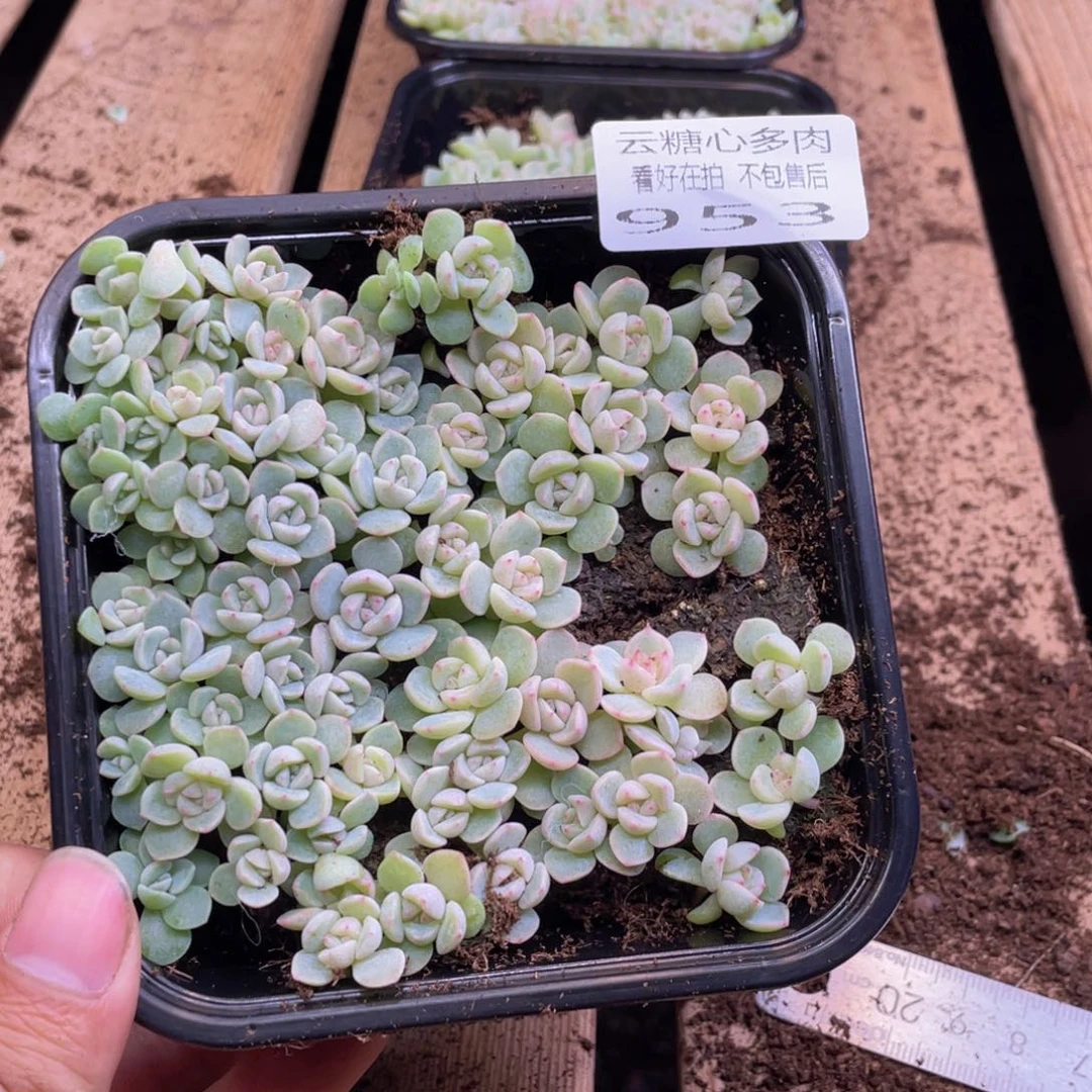 云糖心多肉植物953