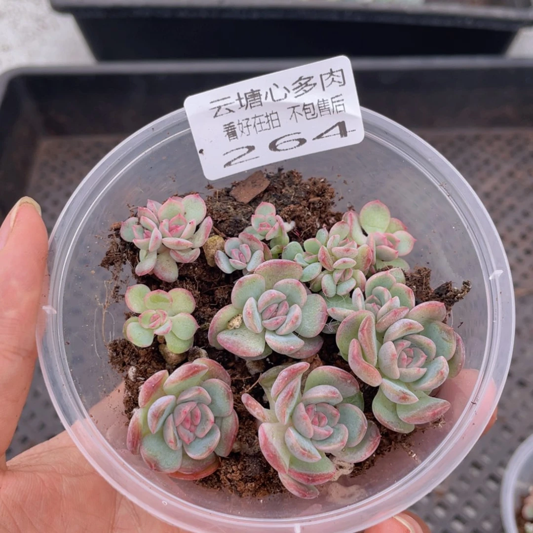 云糖心多肉植物264