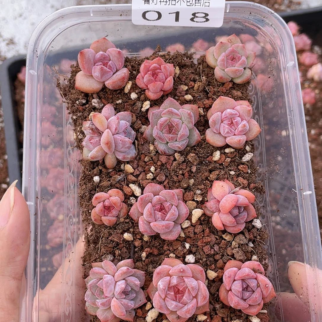 云糖心多肉植物18