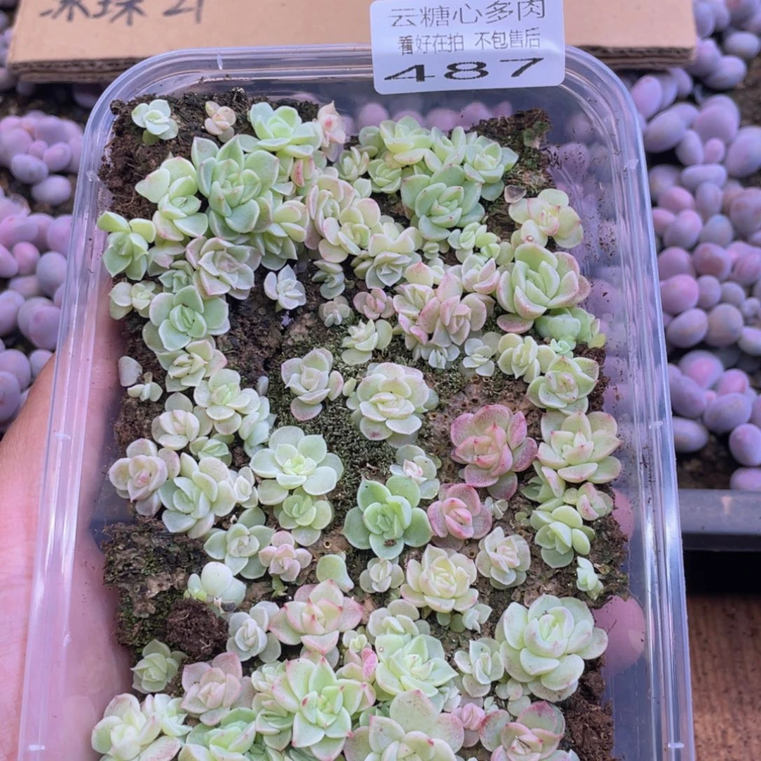 云糖心多肉植物487