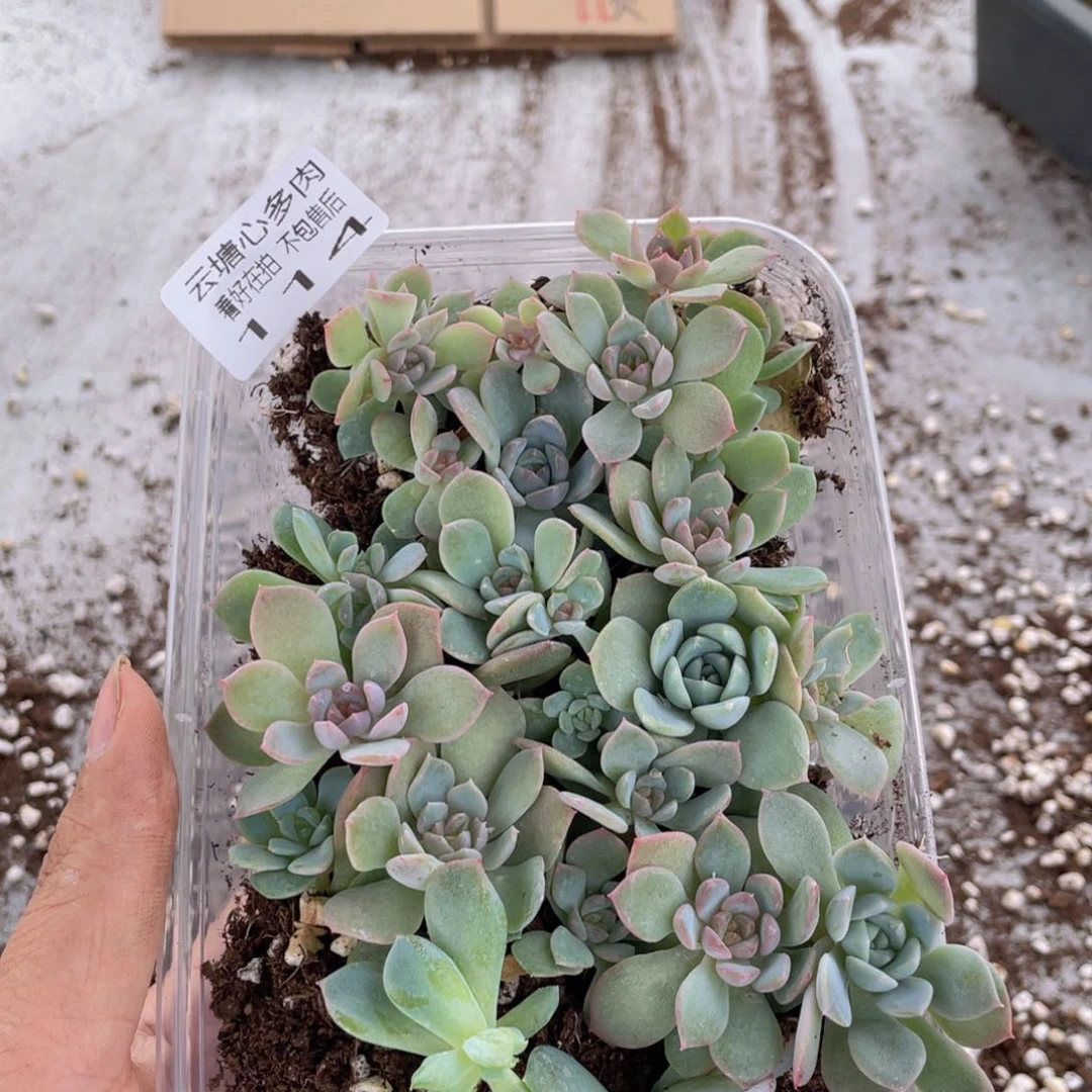 云糖心多肉植物114