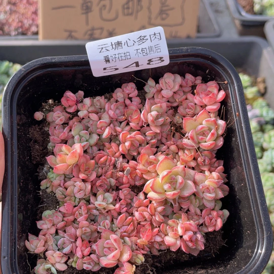 云糖心多肉植物548