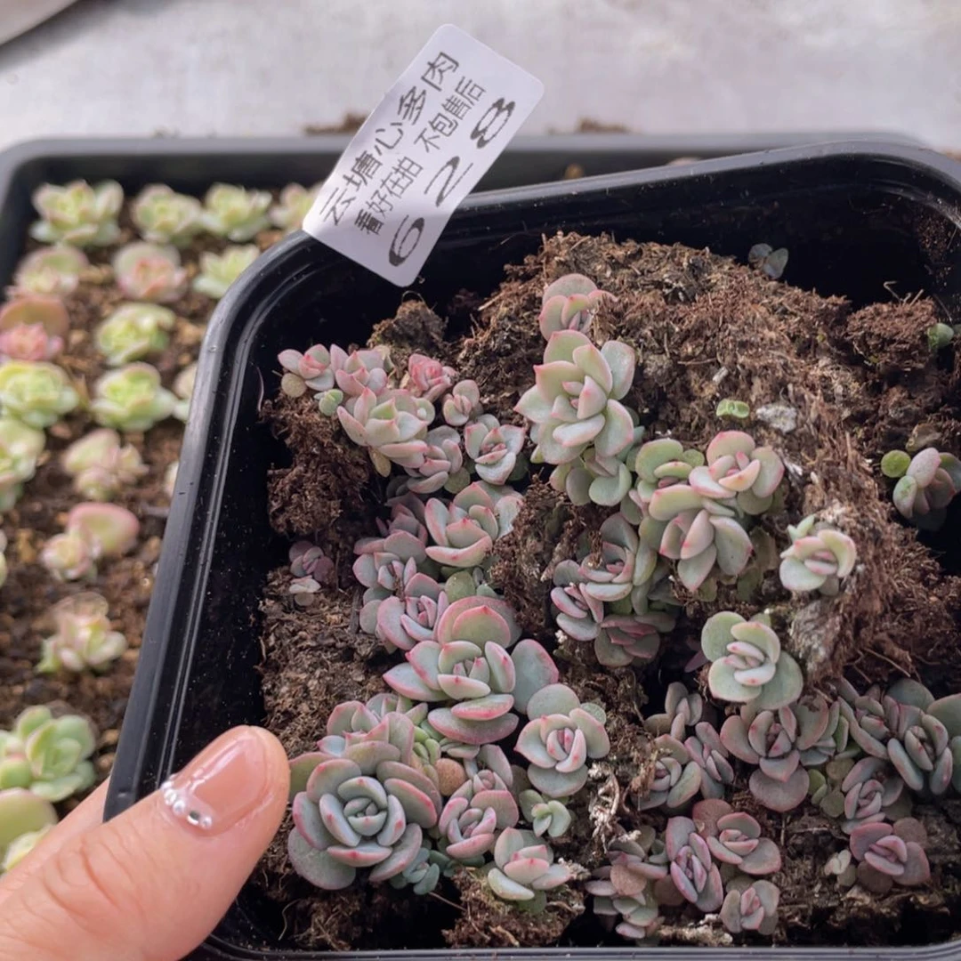 云糖心多肉植物628