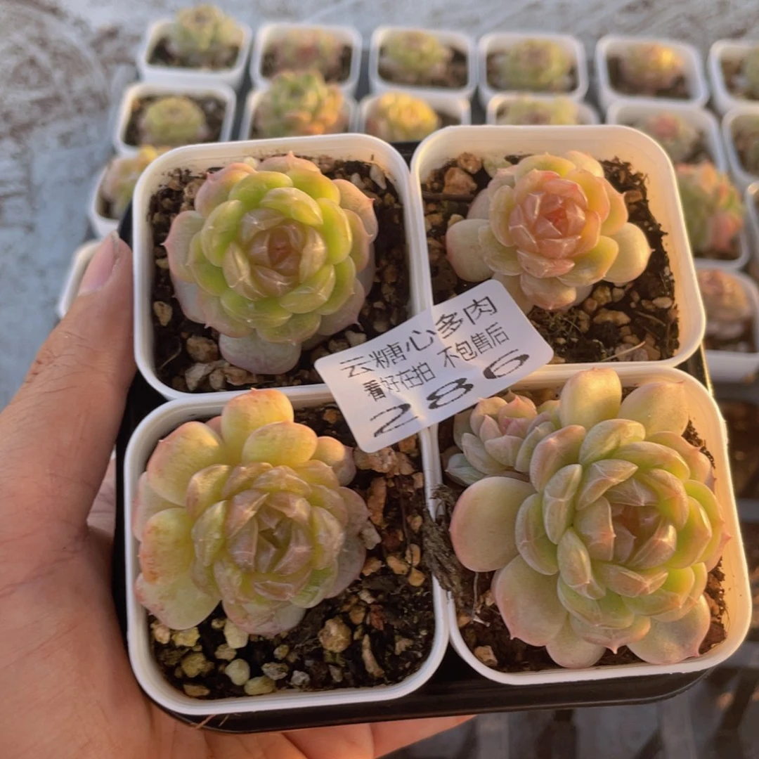 云糖心多肉植物286