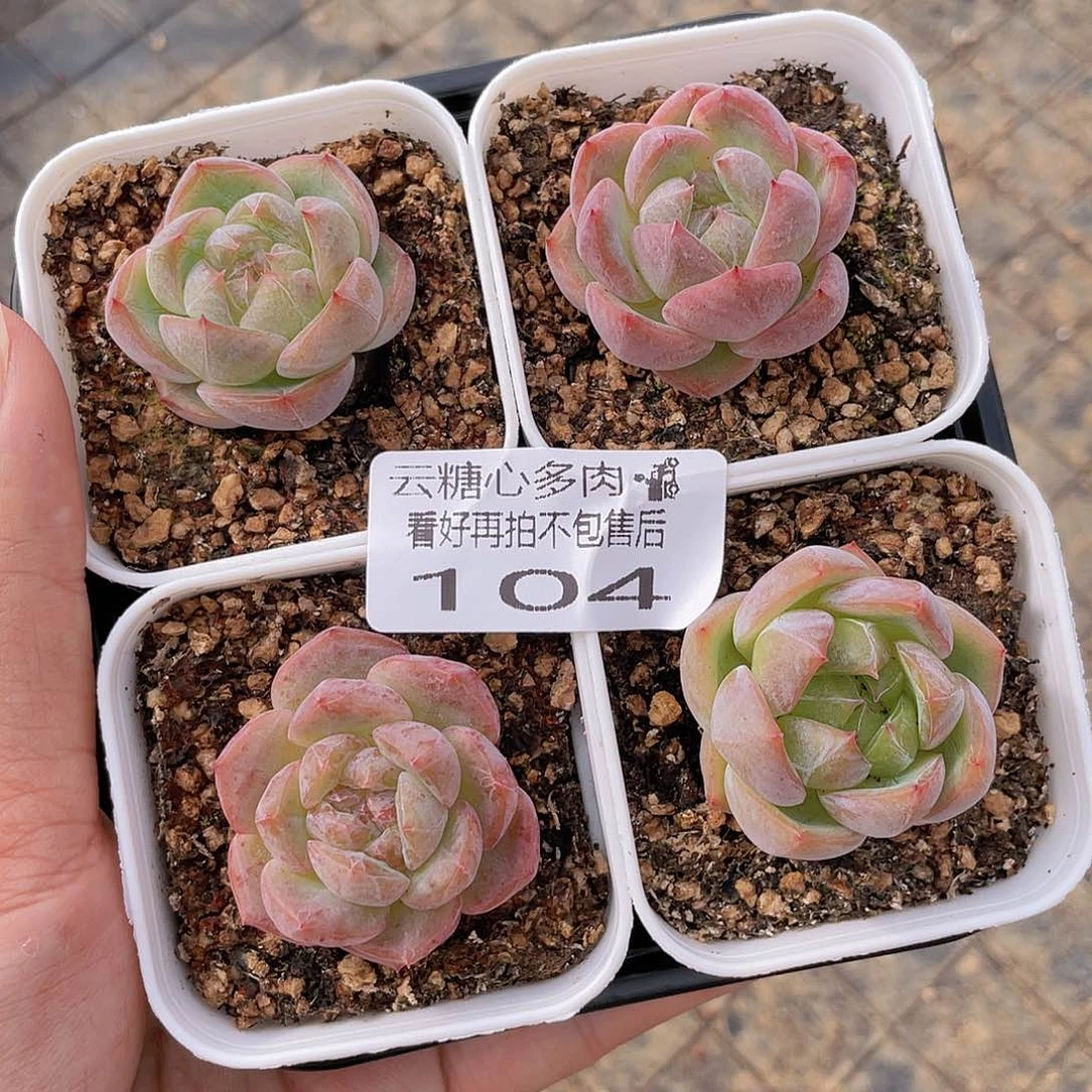 寞****）云糖心多肉植物104