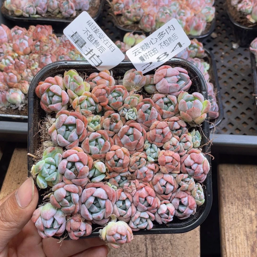 云糖心多肉植物284