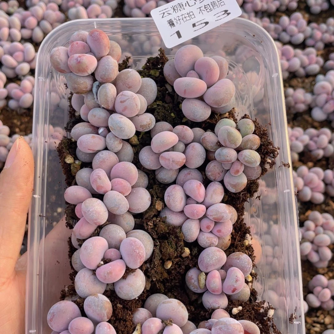 云糖心多肉植物153